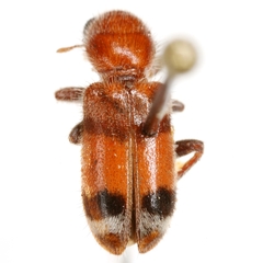 Enoclerus coccineus