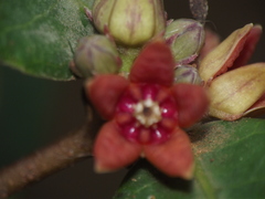 Hemidesmus indicus