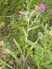 Cirsium flodmanii