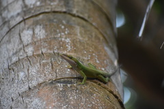 Anolis allisoni