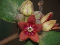 Hemidesmus indicus