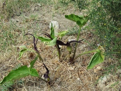 Arum sintenisii