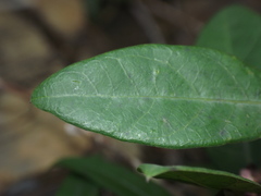 Hemidesmus indicus