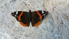 Vanessa atalanta