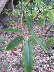Pittosporum eugenioides