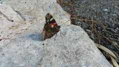 Vanessa atalanta