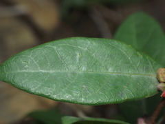 Hemidesmus indicus