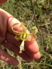 Drimia basutica