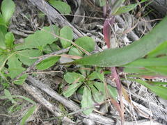 Eriospermum lanceifolium