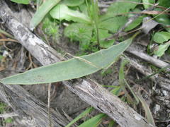 Eriospermum lanceifolium