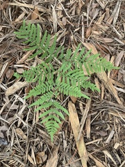 Pteridium caudatum