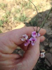 Dolichos angustifolius