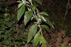 Buddleja stachyoides