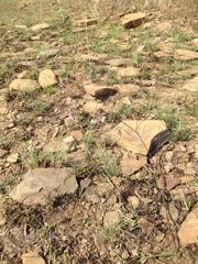 Dolichos angustifolius