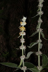 Buddleja stachyoides
