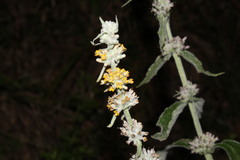 Buddleja stachyoides