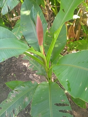 Musa laterita