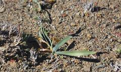 Tritonia florentiae
