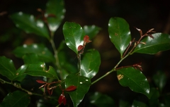 Cryptocarya bidwillii