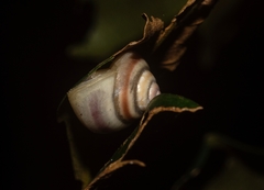 Posorites conscendens