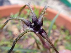 Ceropegia craibii