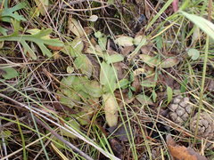 Pinguicula alpina