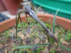 Ceropegia craibii