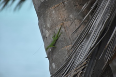 Anolis allisoni