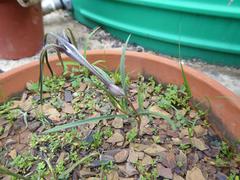 Ceropegia craibii