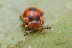 Stenotarsus pardalis