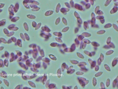 Collybiopsis biformis