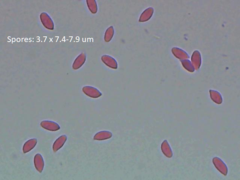 Collybiopsis biformis
