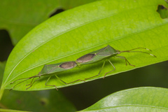 Homoeocerus graminis