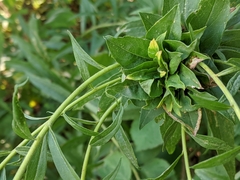 Rhopalomyia capitata