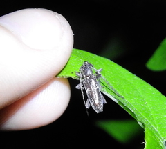 Anelaphus niveivestitus