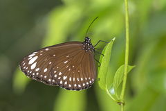 Euploea crameri