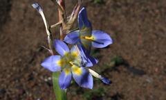 Moraea speciosa