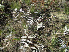 Gueldenstaedtia verna