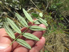 Gueldenstaedtia verna
