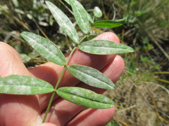 Gueldenstaedtia verna