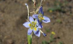 Moraea speciosa