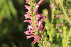 Erica curviflora curviflora