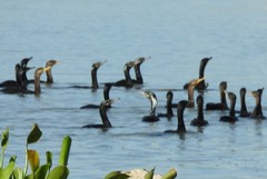 Nannopterum brasilianum