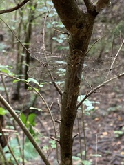 Neurocordulia molesta