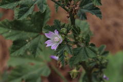 Malva parviflora parviflora