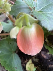 Begonia × tuberhybrida