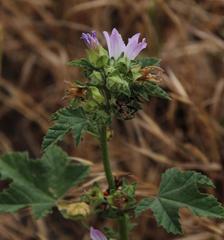 Malva parviflora parviflora