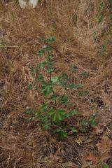Malva parviflora parviflora