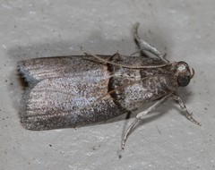 Acrobasis texana