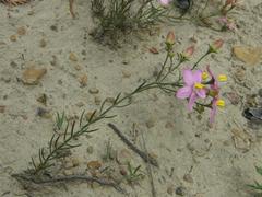 Chironia linoides macrocalyx